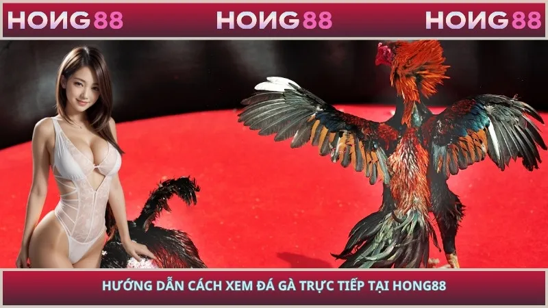 Hướng dẫn cách xem đá gà trực tiếp tại HONG88