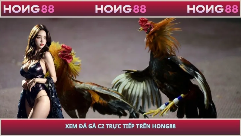 Xem đá gà C2 trực tiếp trên HONG88